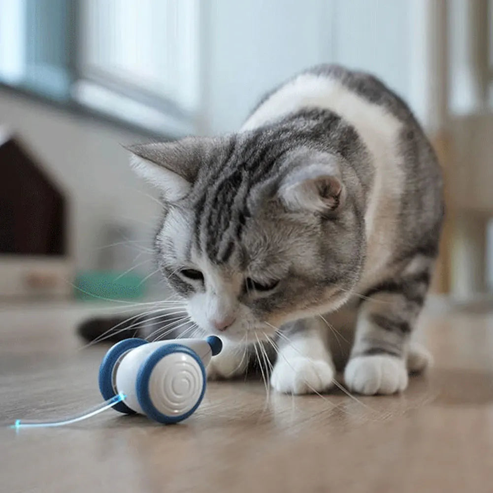 CatRap™ | Houd je kat actief en gelukkig