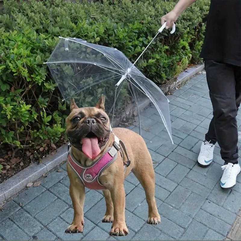 PawRain™ | Voorkom natte hond en behoud geurvrije vacht