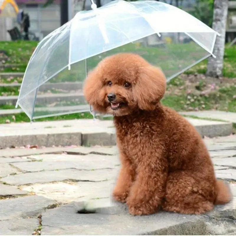 PawRain™ | Voorkom natte hond en behoud geurvrije vacht