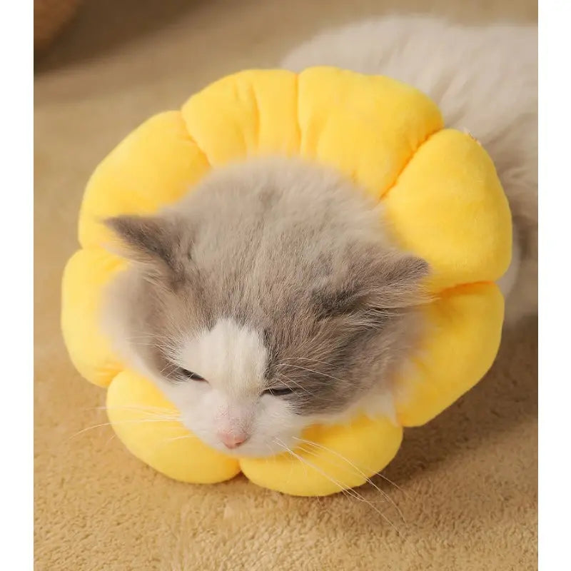 PawBloom™ | Versnel Herstel en Bescherm Tegen Vlooien