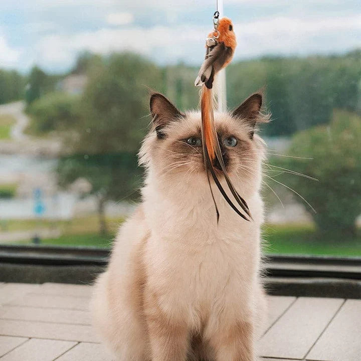 CatCatch™ | Houd je Kat Actief en je Meubels Heel