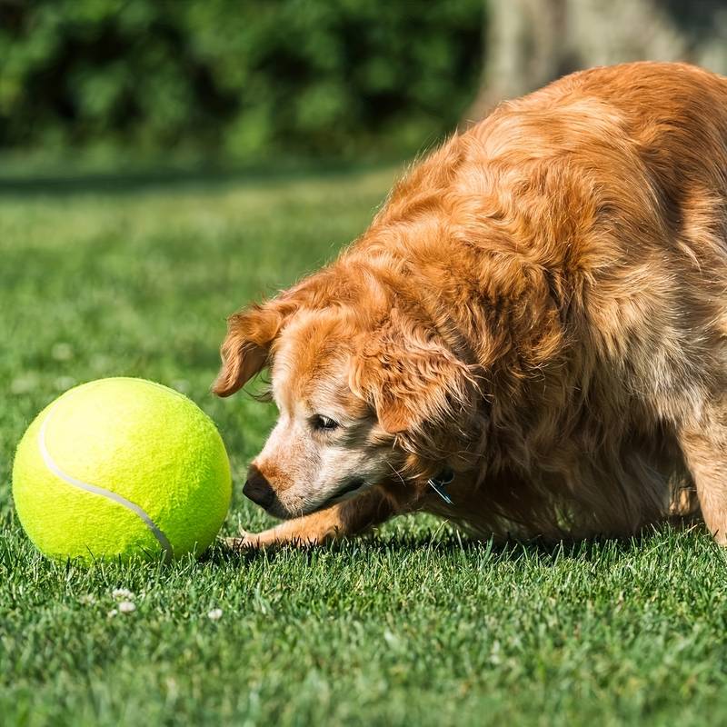 BarkBounce™ | Avontuurlijk Speelplezier