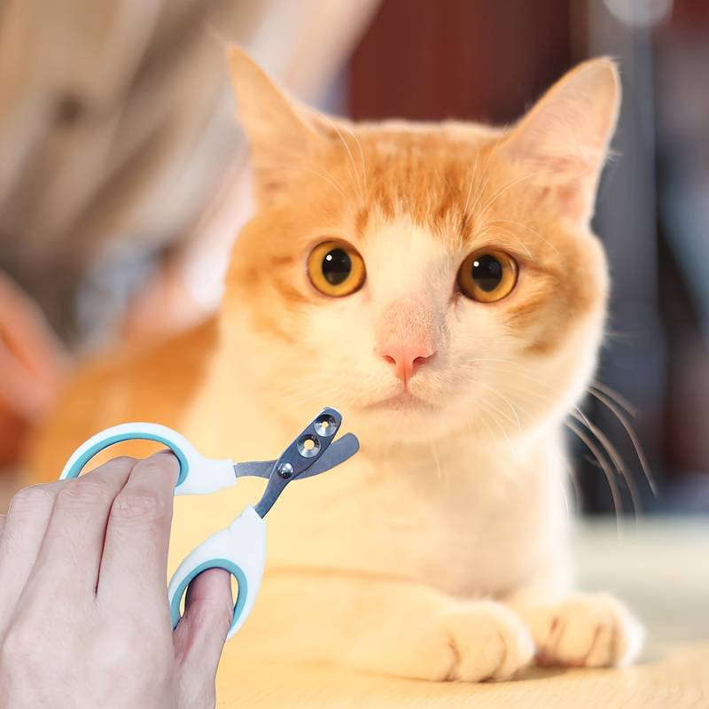 SafeClaw™ | Veilig en stressvrij knippen
