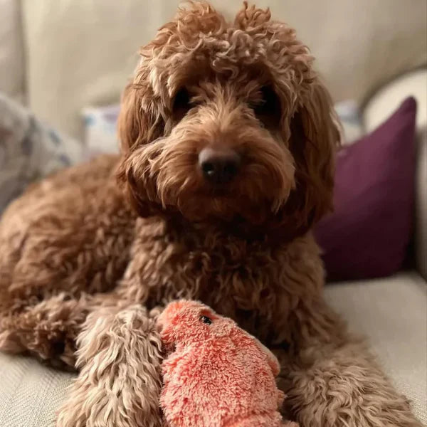 PawLobster™ | Voorkom verveling en houd je hond gelukkig
