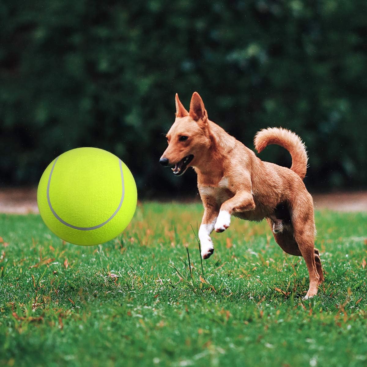BarkBounce™ | Avontuurlijk Speelplezier