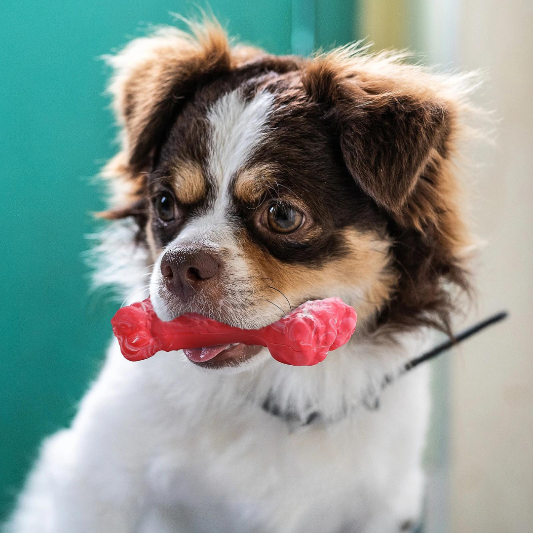ChewBone™ | Vleesvormige hondentandenborstel