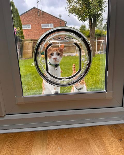 PetFlap™ | Doorzichtige Huisdierendeur