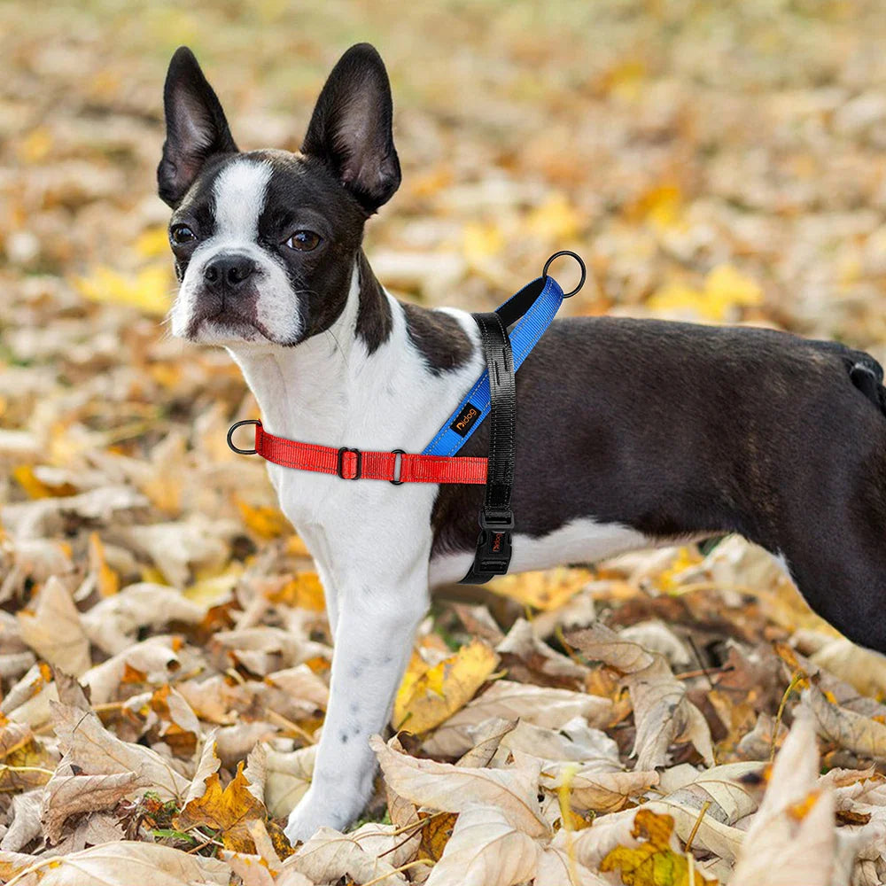 LumaPaw™ | Voor Stressvrije Wandelingen en Volledige Controle
