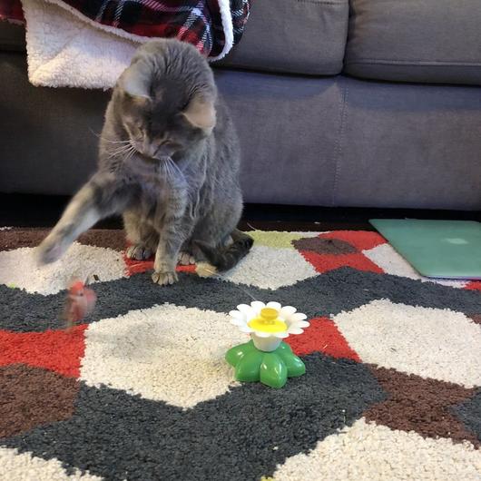FurryFlutter™ | Interactief Katten Speeltje