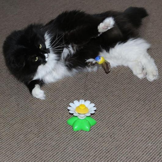 FurryFlutter™ | Interactief Katten Speeltje