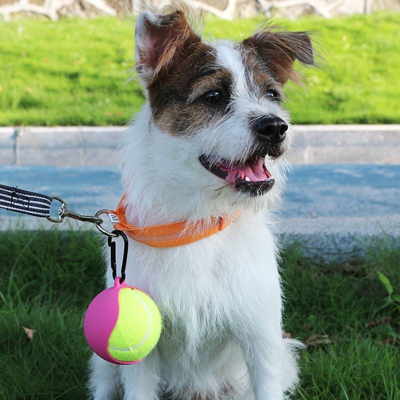PawBall™ | Balhouder voor Zorgeloos Spel