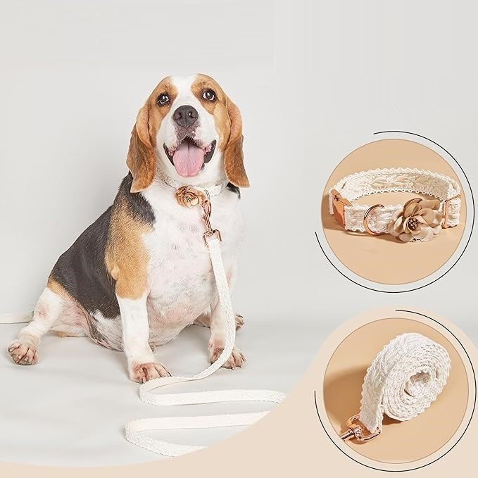 PoshPup™ | Luxe Halsbandset met Gratis Riem (t.w.v. €14,95)