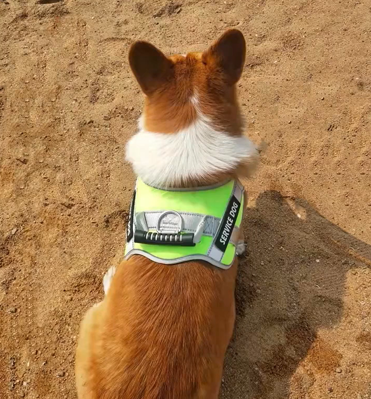 SecurePaws⢠| Riem-Harnas voor HulpHond