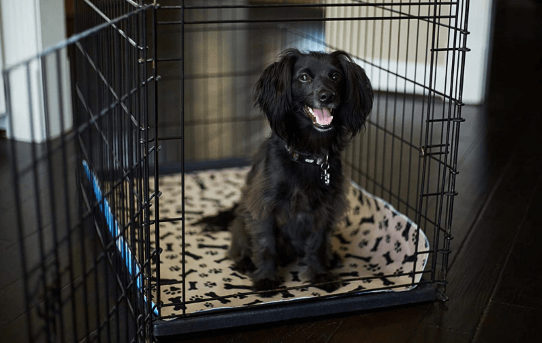 SplashSafe™ | Herbruikbare honden plasmat
