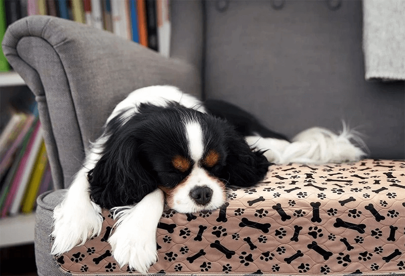 SplashSafe™ | Herbruikbare honden plasmat