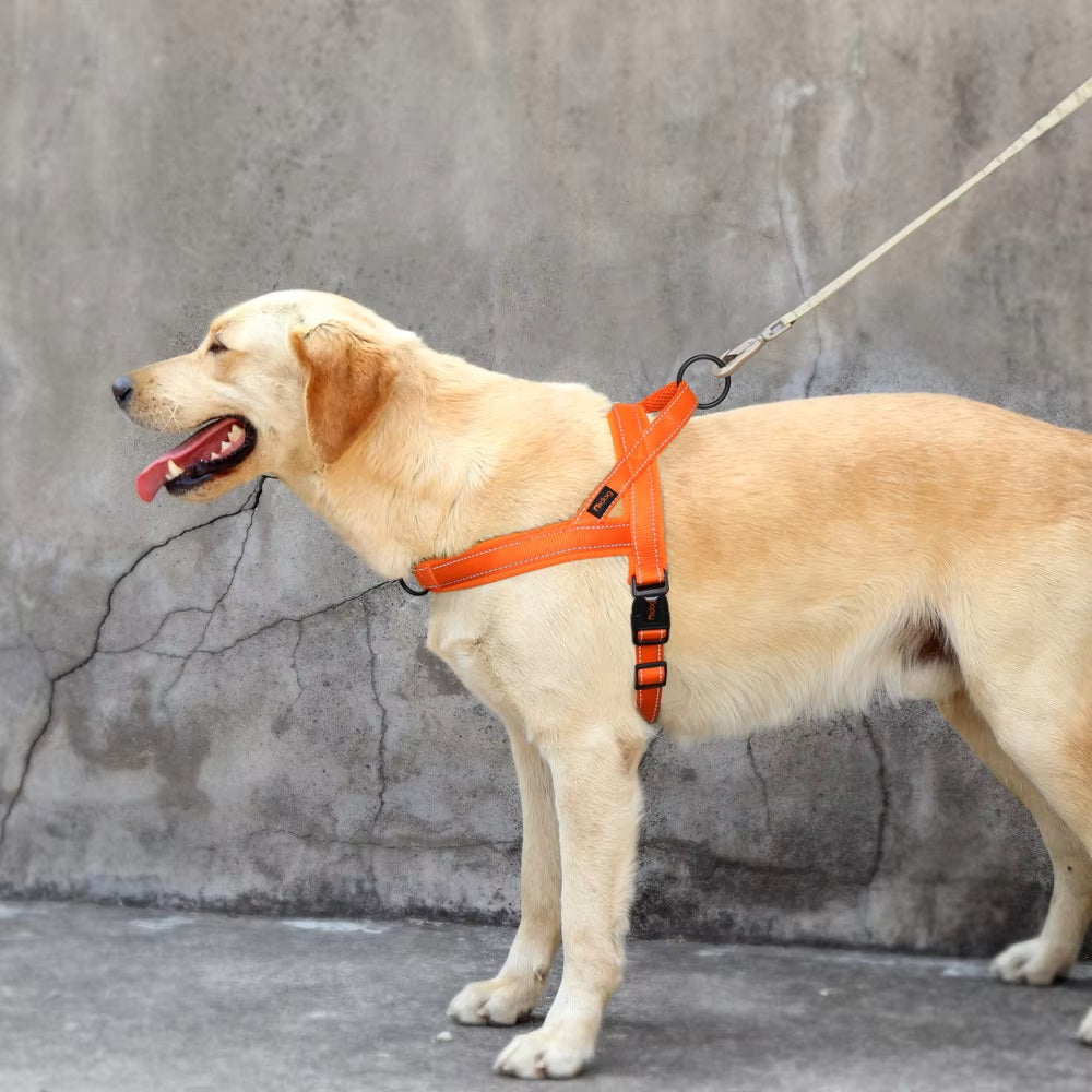 LumaPaw™ | Voor Stressvrije Wandelingen en Volledige Controle