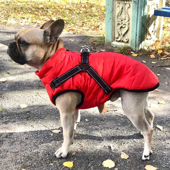 PawsDry™ | Houd Je Hond Warm en Droog