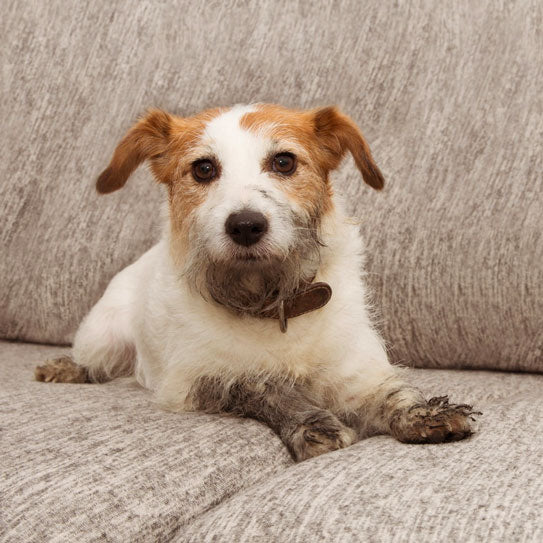 PetLuxe™ | Voorkomt krassen en vlekken