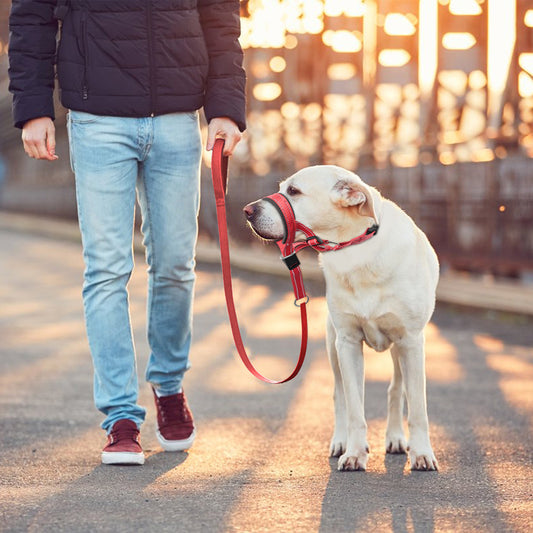 SnoutPro™ | Stop Blaffen en Bijten Zonder Stress