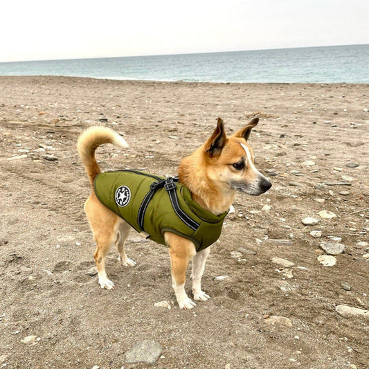 PawsDry™ | Houd Je Hond Warm en Droog
