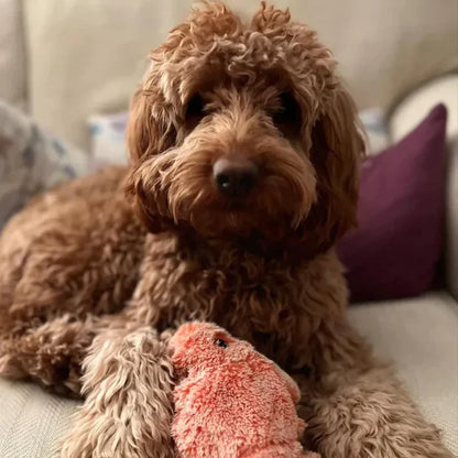 PawLobster™ | Voorkom verveling en houd je hond gelukkig