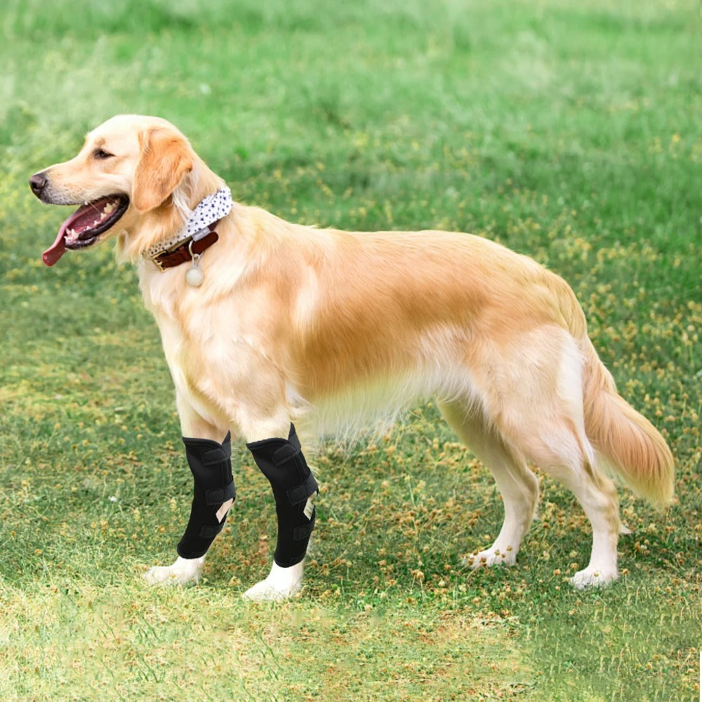ActivePaw™ | Kniebrace voor veilige en pijnvrije beweging