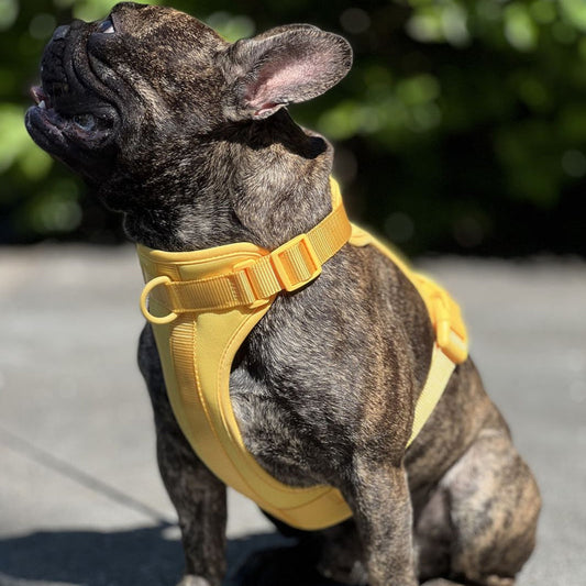 FlexiPaws™ | Stressvrij Harnas zonder Trekkracht