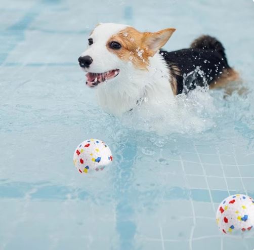 ChewProof™ | Voorkomt Rommel in Huis en Verbetert het Gebit