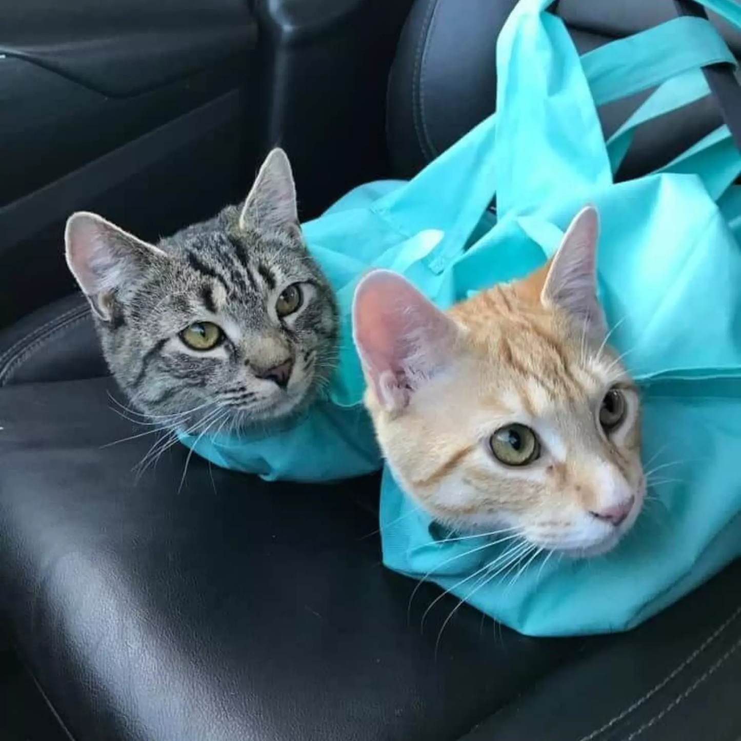 PetBag™ | Veilige Draagtas voor Katten