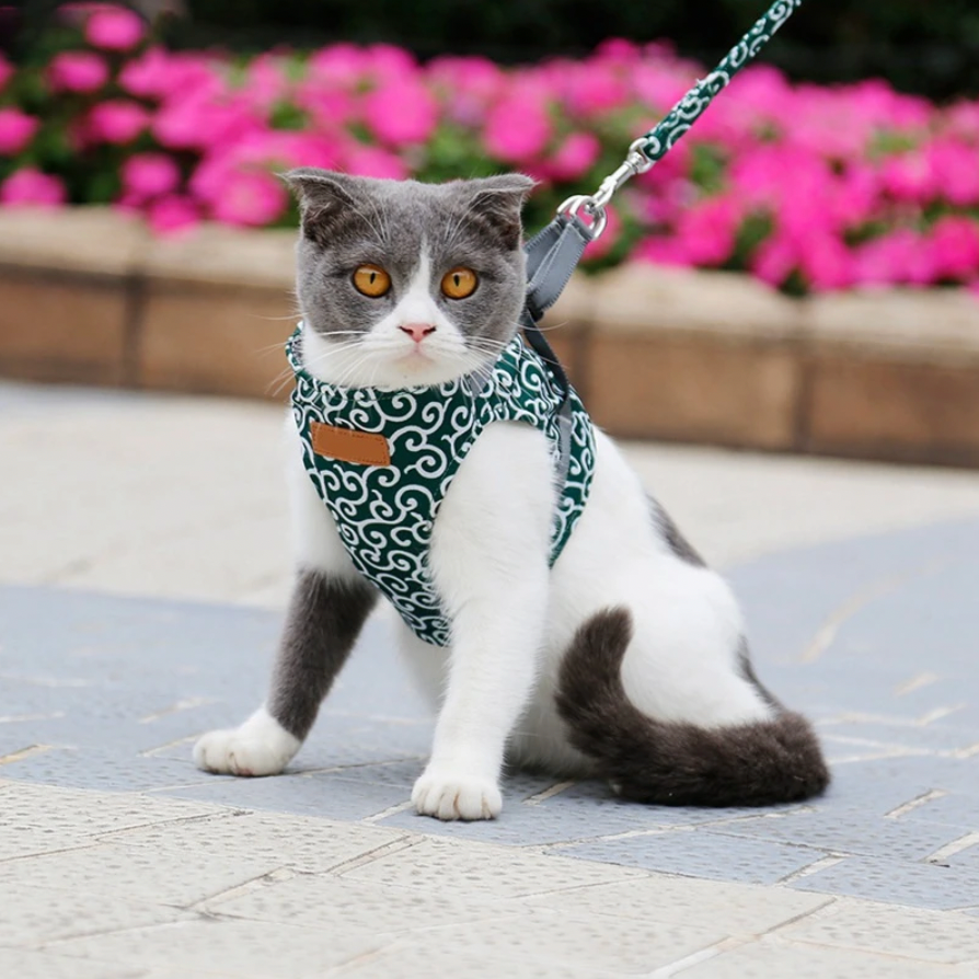 MeowMove™ | Ontdek Samen de Wereld