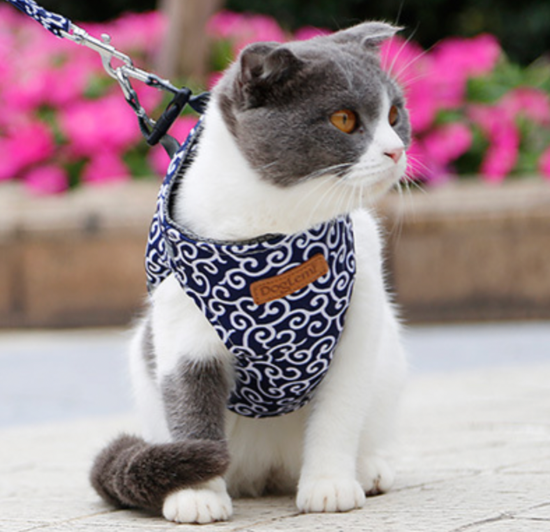 MeowMove™ | Ontdek Samen de Wereld