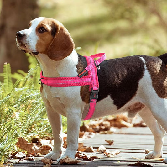 LumaPaw™ | Voor Stressvrije Wandelingen en Volledige Controle