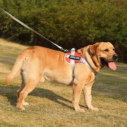 SecurePaws™ | Riem-Harnas voor HulpHond
