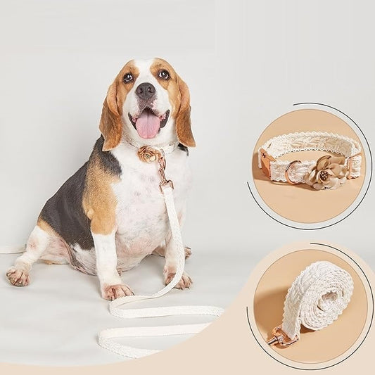 PoshPup™ | Luxe Halsbandset met Gratis Riem (t.w.v. €14,95)