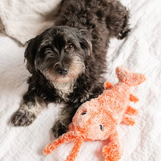 PawLobster™ | Voorkom verveling en houd je hond gelukkig