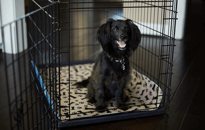 SplashSafe™ | Herbruikbare honden plasmat